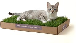 DoggieLawn Kitty Lawn Real Grass Cat Window Perch, Green, 24 x 9 x 2-in