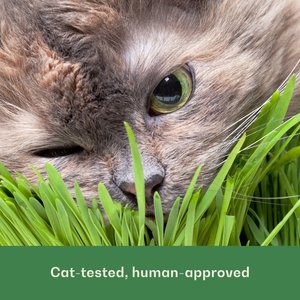 Rose & Branch Organic Wheat Cat Grass Seeds, 16-oz pouch