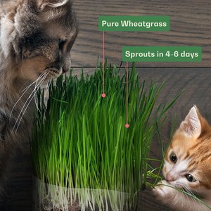 Rose & Branch Organic Wheat Cat Grass Seeds, 16-oz pouch