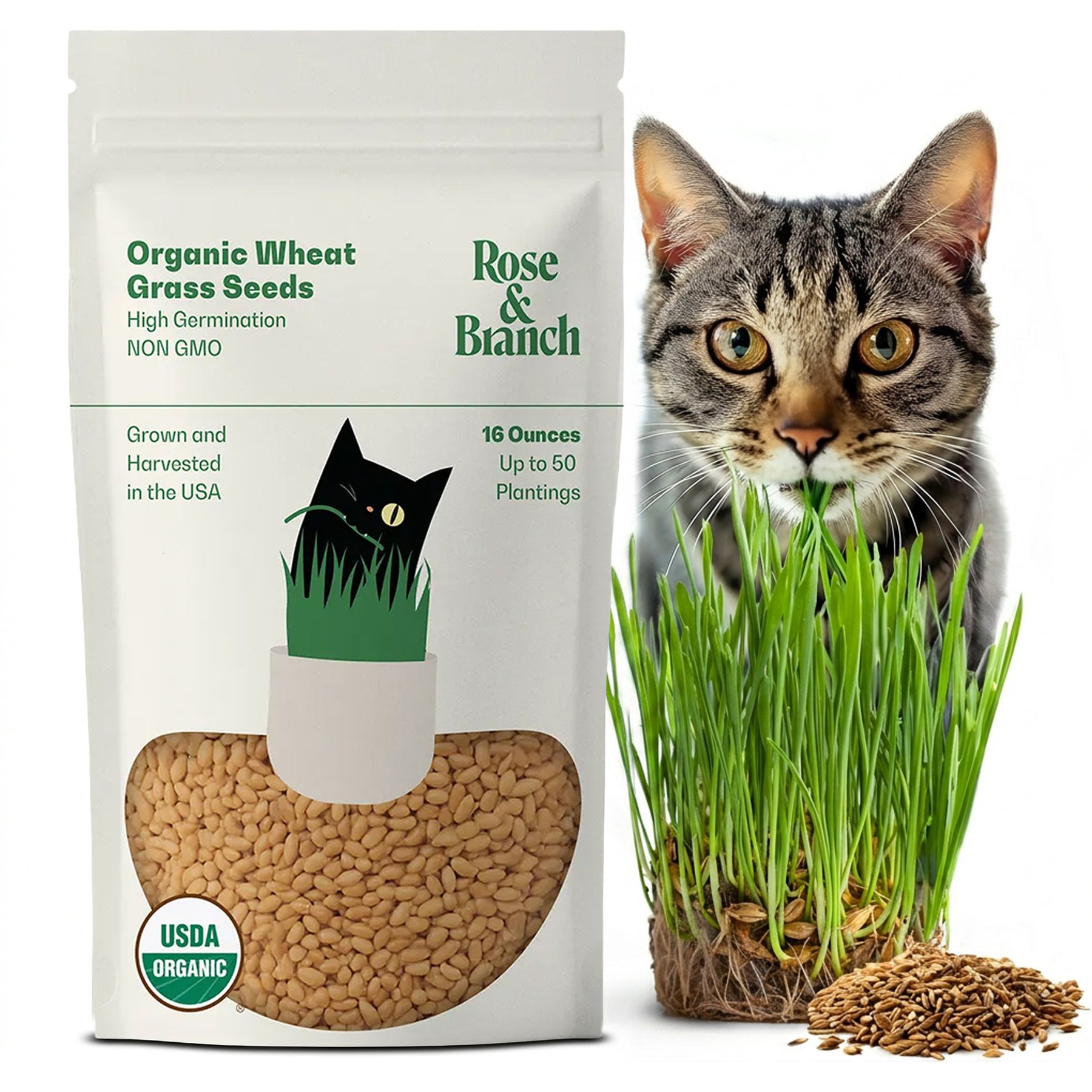Rose & Branch Organic Wheat Cat Grass Seeds, 16-oz pouch