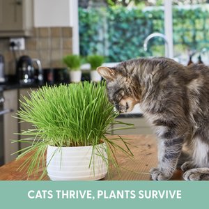 The Cat Ladies Organic Pet Grass Grow Kit, 3 count