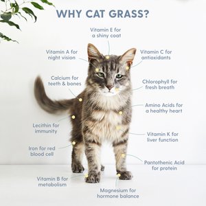 The Cat Ladies Organic Pet Grass Growing Kit with Containers, 3 count