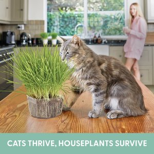 The Cat Ladies Organic Pet Grass Growing Kit with Containers, 3 count