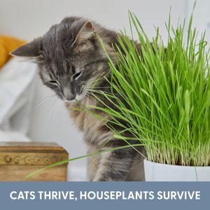 The Cat Ladies Organic Pet Grass Refill Kit