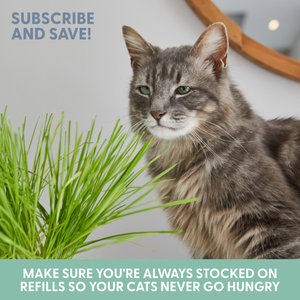 The Cat Ladies Organic Pet Grass Refill Kit