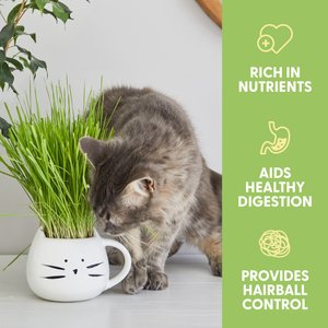 The Cat Ladies Organic Pet Grass Grow Kit with Planter, White