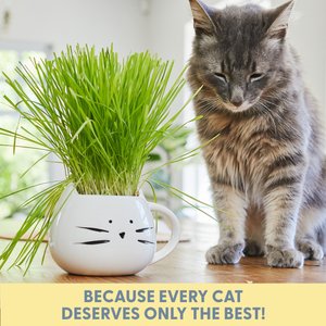 The Cat Ladies Organic Pet Grass Grow Kit with Planter, White