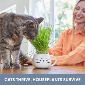 The Cat Ladies Organic Pet Grass Grow Kit with Planter, White