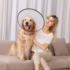 GLADOG Soft Recovery Cone Collar for Dogs & Cats, Small, 3 count slide 2 of 7