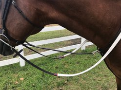 DziaSport Traditional Standing Martingale with Clip, Black, Cob