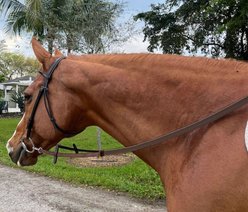 DziaSport Easy Clip-On Rubber Horse Reins, Brown, Full