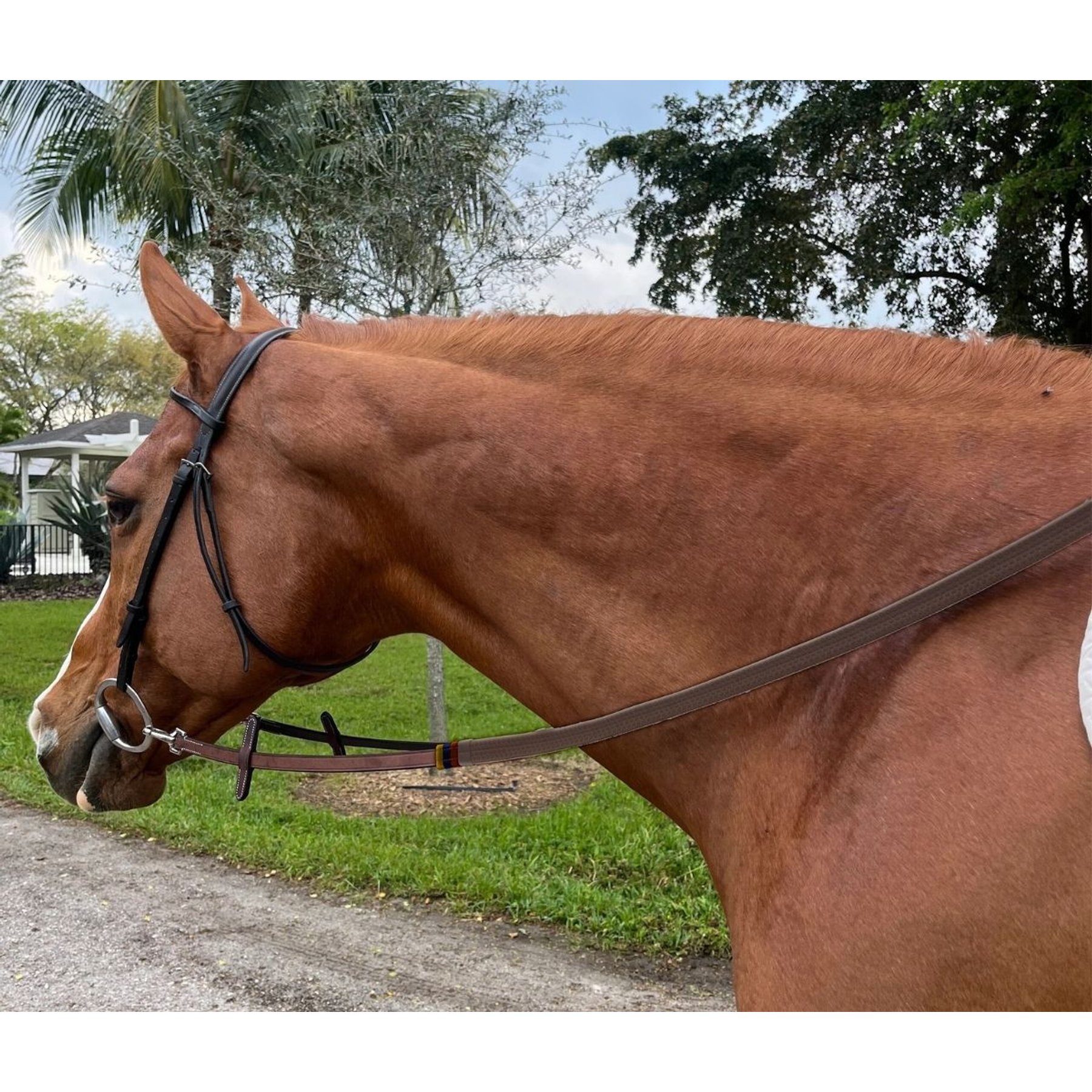 DziaSport Easy Clip-On Rubber Horse Reins, Pink, Full