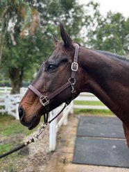 DziaSport Happy Horse Leather Halter, Brown, Cob