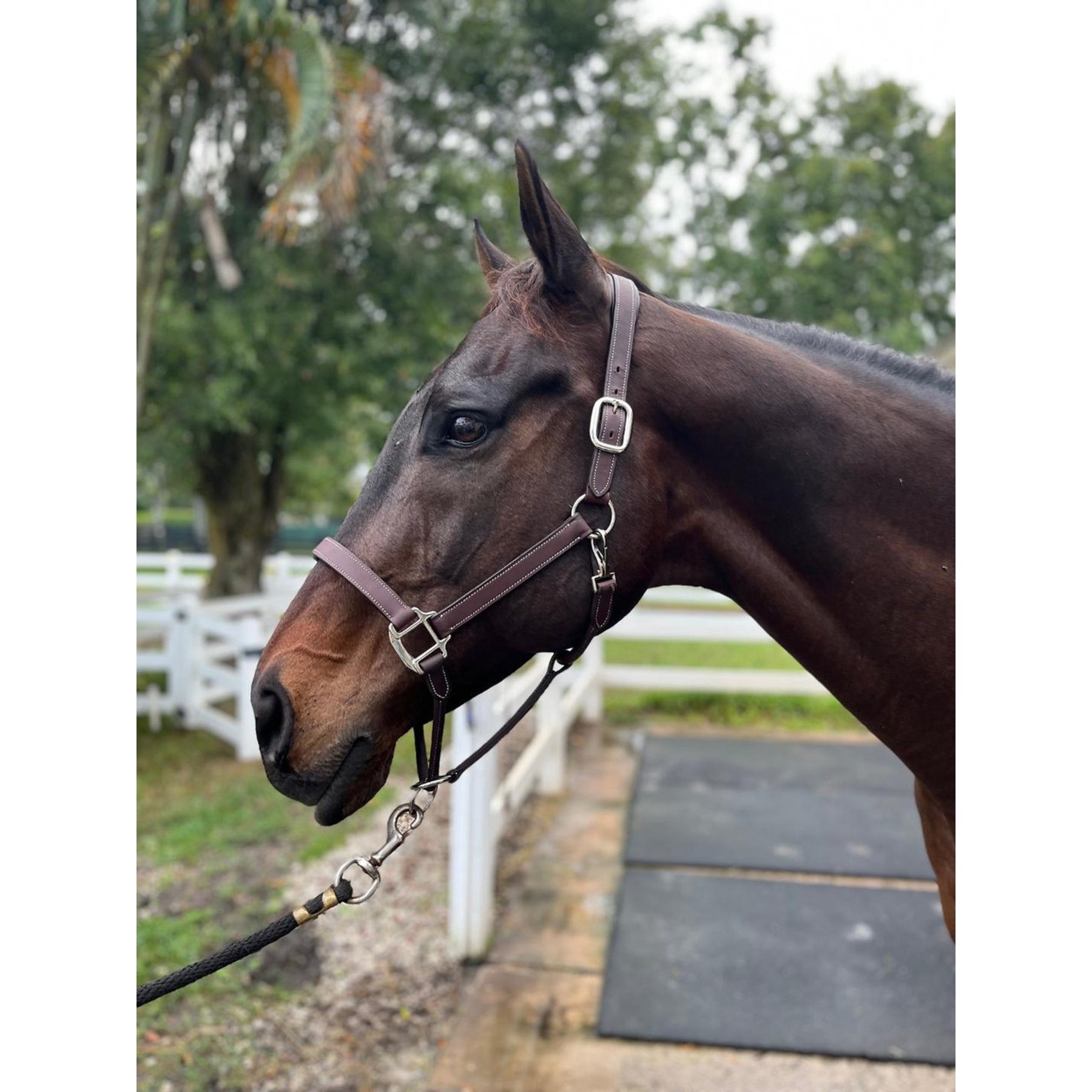 DziaSport Happy Horse Leather Halter, Brown, Cob