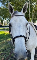DziaSport Double Twisted Soft Rope Horse Noseband, Brown, Full slide 2 of 2