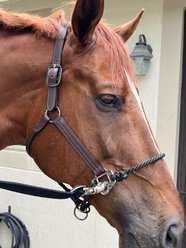 DziaSport Happy Horse Hybrid Halter, Brown, Cob slide 1 of 4