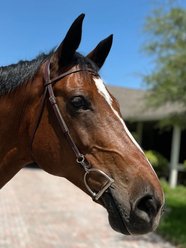 DziaSport Easy Change Schooling Bridle, Brown, Full