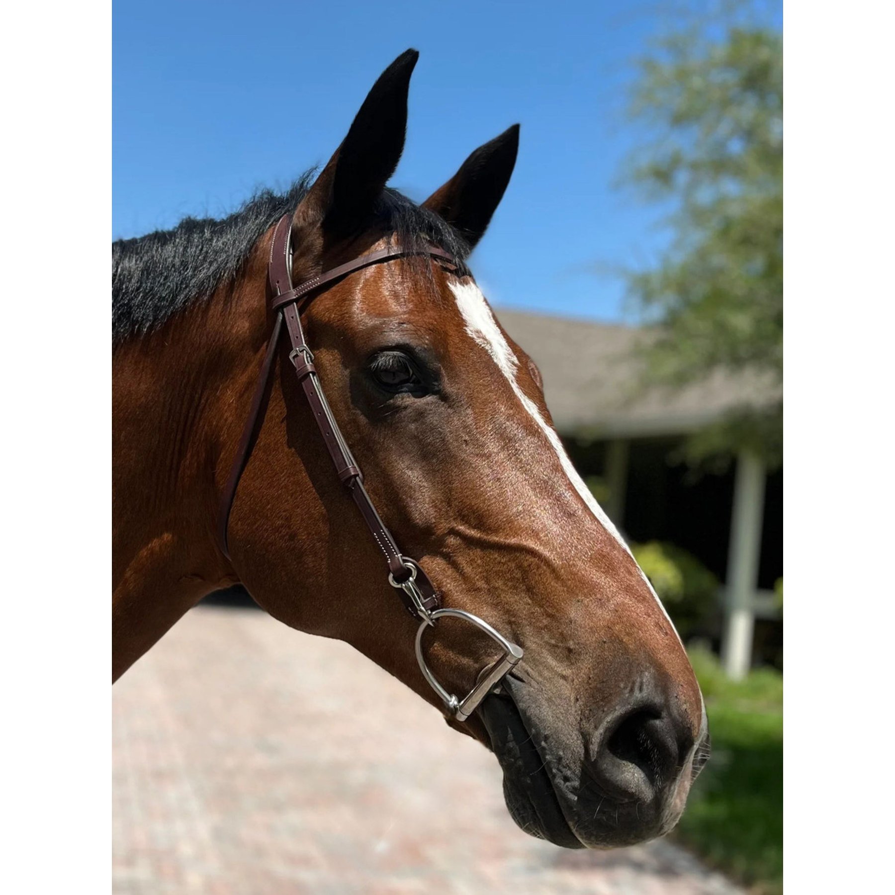 DziaSport Easy Change Schooling Bridle, Brown, Full