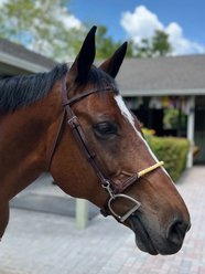 DziaSport Easy Change Schooling Bridle, Brown, Cob slide 2 of 3