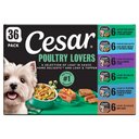 Cesar Poultry Lovers Variety Pack Small Breed Adult Wet Dog Food Trays, 3.5-oz, case of 36
