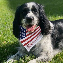 PGS Paws & Stripes 250 Years of Freedom Personalized Dog Bandana, Red/White/Blue, Medium slide 2 of 2