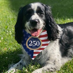 PGS Celebrating 250 Years Flag & Seal Personalized Dog Bandana, Red/White/Blue, Small slide 2 of 2
