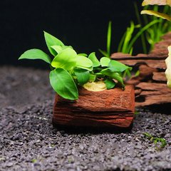 AquaZen Anubias Petite On Nano Driftwood Live Aquarium Plant, Green, 3.9-in