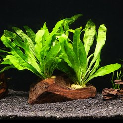 AquaZen Microsorium On Driftwood Planted Tank, Green, Medium: 5.9-in