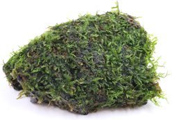 AquaZen Vesicularia On Driftwood Planted Tank, Green, Medium: 5.9-in slide 2 of 2