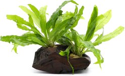 AquaZen Microsorium On Driftwood Planted Tank, Green, Medium: 5.9-in slide 2 of 2