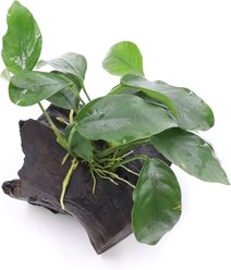 AquaZen Anubias Nana On Driftwood Planted Tank, Green, Small: 3.9-in slide 2 of 2