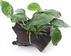 AquaZen Anubias Nana On Driftwood Planted Tank, Green, Small: 3.9-in
