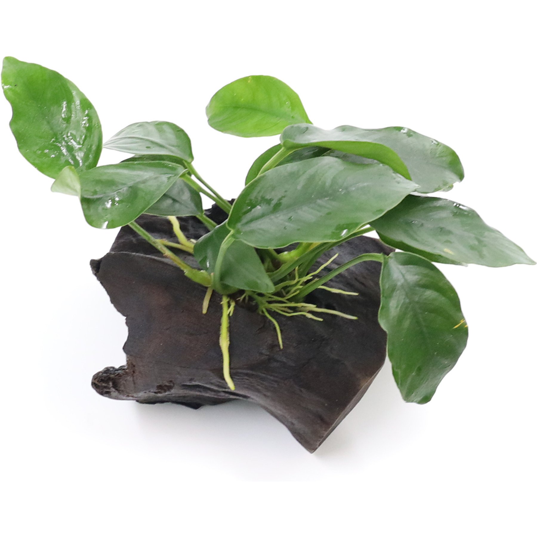 AquaZen Anubias Nana On Driftwood Live Aquarium Plant, Green, Small: 3.9-in