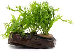 AquaZen Microsorium Windelov On Driftwood Planted Tank, Green, Large: 7.8-in slide 2 of 2