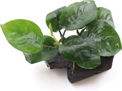 AquaZen Anubias Barteri 'Butterfly' On Driftwood Planted Tank, Green, 3.9-in
