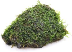 AquaZen Vesicularia On Driftwood Planted Tank, Green, Medium: 5.9-in