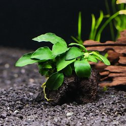 AquaZen Anubias Nana On Stone Driftwood Planted Tank, Green, 3.9-in