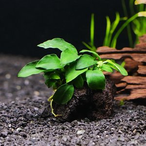AquaZen Anubias Nana On Stone Driftwood Planted Tank, Green, 3.9-in