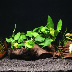 AquaZen Anubias Nana On Driftwood Planted Tank with 3 Bush, Green, 7.8-in
