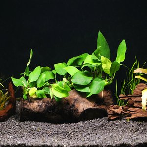 AquaZen Anubias Nana On Driftwood Planted Tank with 3 Bush, Green, 7.8-in