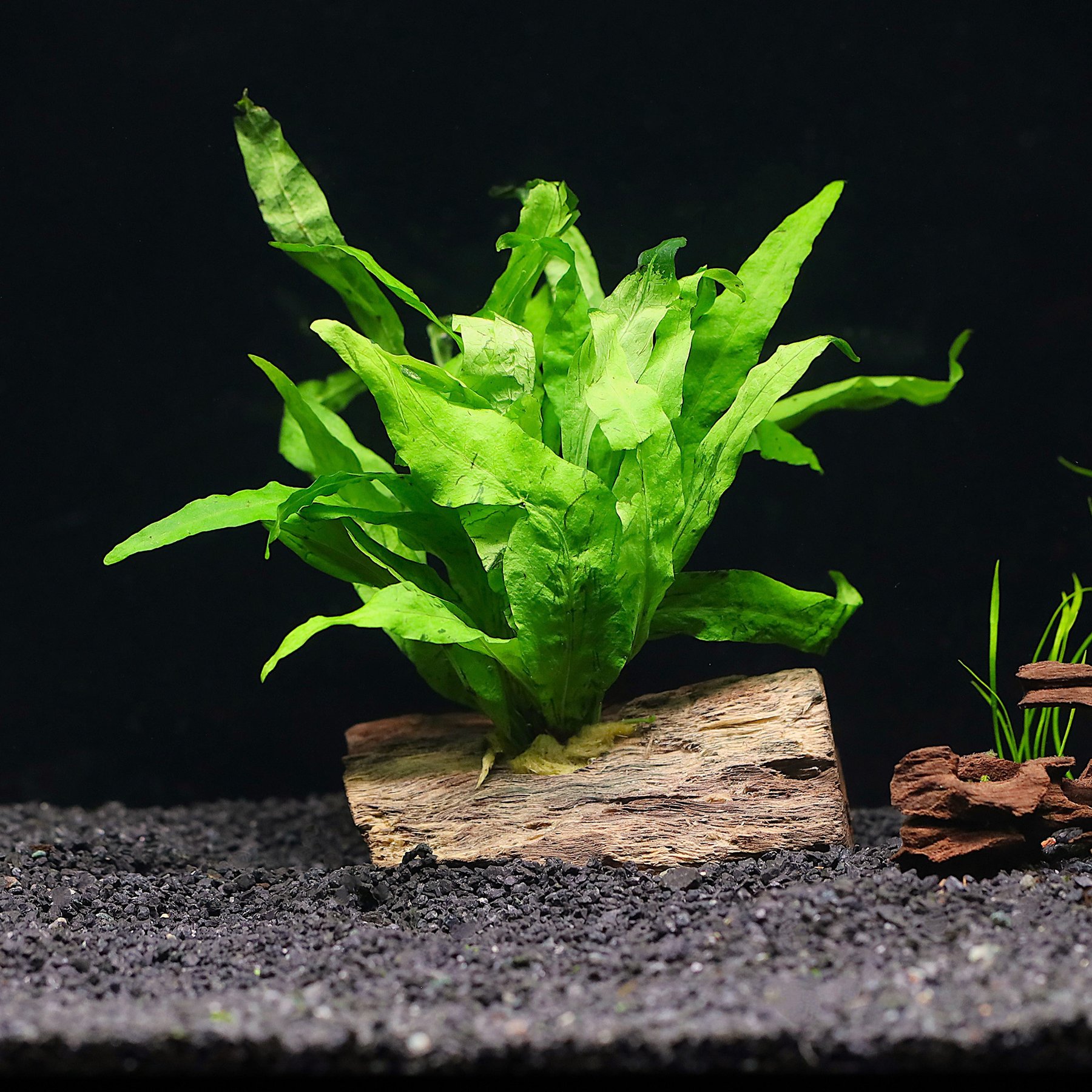 AquaZen Microsorium On Driftwood Planted Tank, Green, Small: 3.9-in