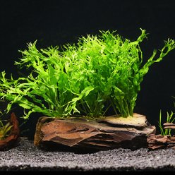AquaZen Microsorium Windelov On Driftwood Planted Tank, Green, Large: 7.8-in