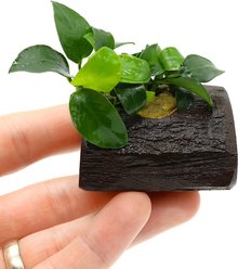 AquaZen Anubias Petite On Nano Driftwood Live Aquarium Plant, Green, 3.9-in slide 2 of 2
