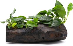 AquaZen Anubias Nana On Driftwood Planted Tank with 3 Bush, Green, 7.8-in slide 2 of 2