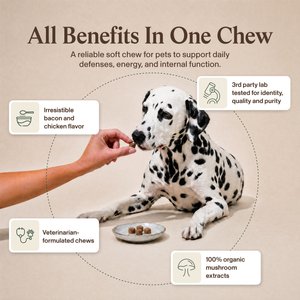 Real Mushrooms Mushroom Immune Chews Supplement for Dogs & Cats, 60 count