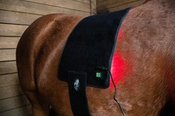 ORTHO EQUINE Red Light Horse Therapy Universal Wrap, Black