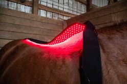 ORTHO EQUINE Red Light Horse Therapy Universal Wrap, Black slide 2 of 4