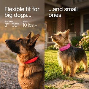 Halo Collar 5 Wireless Dog Fence System & GPS Collar, Orchid