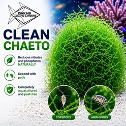 Dinkins Aquatic Gardens Clean Chaeto Live Plant Infused with Reef Snacklebox, Green slide 2 of 2