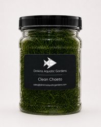 Dinkins Aquatic Gardens Clean Chaeto Live Plant Infused with Reef Snacklebox, Green